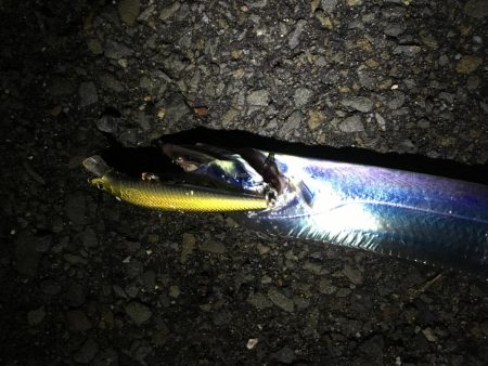 タチウオからのサゴシ